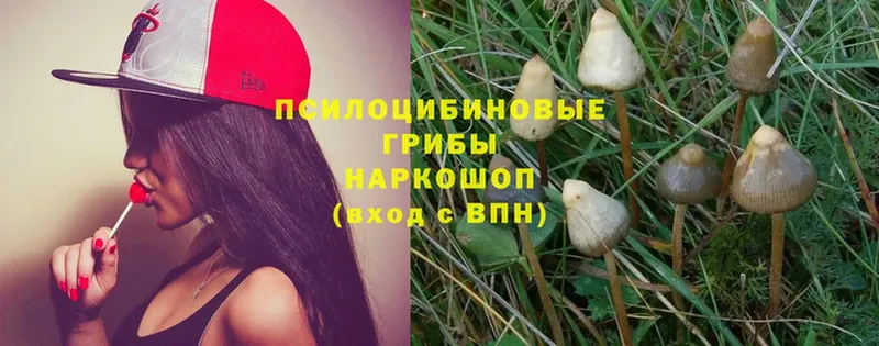 Галлюциногенные грибы Psilocybe  Грозный 